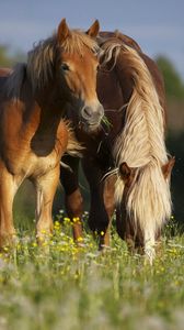 Preview wallpaper horses, stallion, grass, eating, walking
