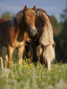 Preview wallpaper horses, stallion, grass, eating, walking