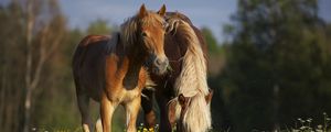 Preview wallpaper horses, stallion, grass, eating, walking