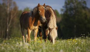 Preview wallpaper horses, stallion, grass, eating, walking