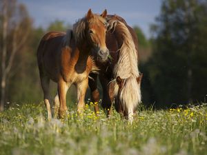 Preview wallpaper horses, stallion, grass, eating, walking