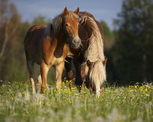 Preview wallpaper horses, stallion, grass, eating, walking