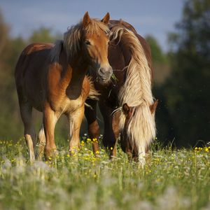 Preview wallpaper horses, stallion, grass, eating, walking