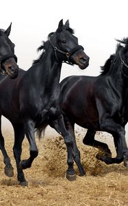 Preview wallpaper horses, stallions, three, movement