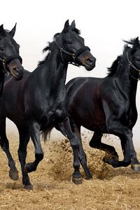 Preview wallpaper horses, stallions, three, movement