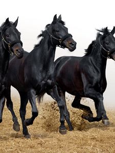 Preview wallpaper horses, stallions, three, movement