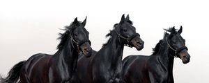 Preview wallpaper horses, stallions, three, movement
