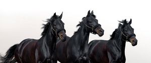 Preview wallpaper horses, stallions, three, movement