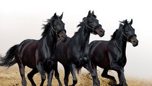 Preview wallpaper horses, stallions, three, movement