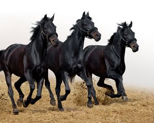 Preview wallpaper horses, stallions, three, movement