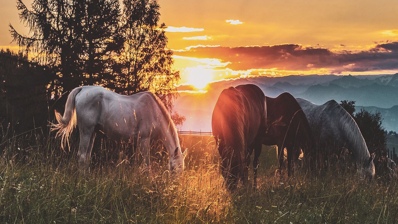 Wallpaper horses, sunset, paddock, walk