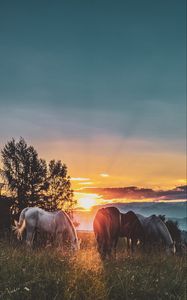 Preview wallpaper horses, sunset, paddock, walk