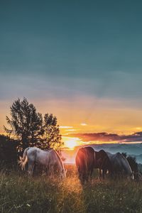 Preview wallpaper horses, sunset, paddock, walk