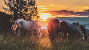 Preview wallpaper horses, sunset, paddock, walk