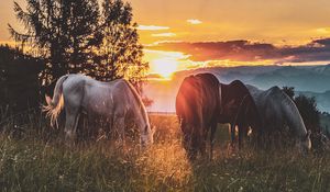 Preview wallpaper horses, sunset, paddock, walk