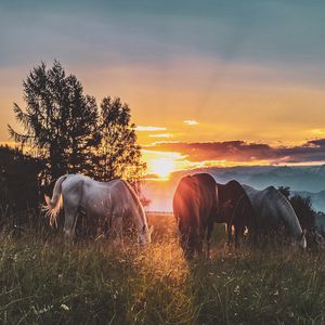 Preview wallpaper horses, sunset, paddock, walk