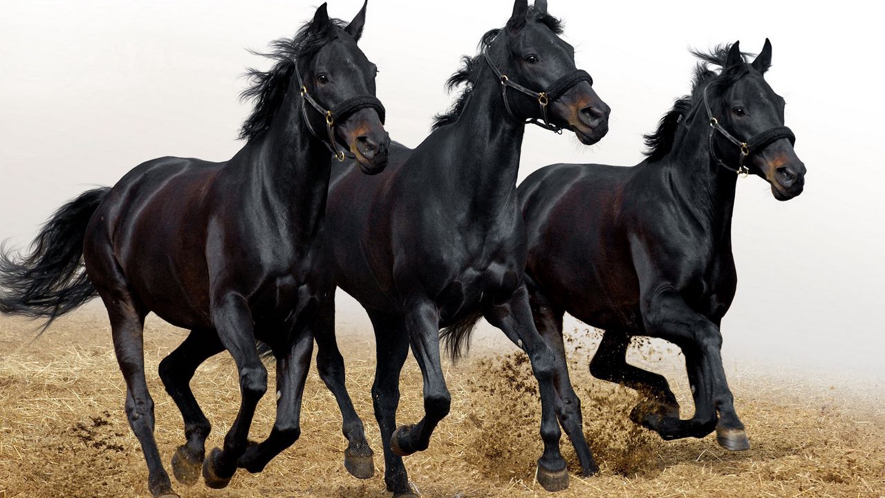 Wallpaper horses, three, head, run