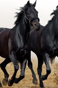 Preview wallpaper horses, three, head, run