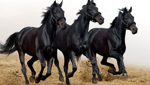 Preview wallpaper horses, three, head, run