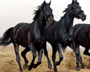 Preview wallpaper horses, three, head, run