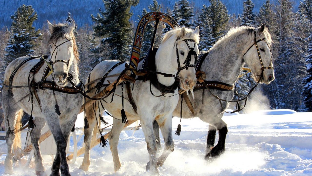 Wallpaper horses, three, team, snow, sled