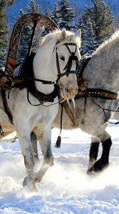 Preview wallpaper horses, three, team, snow, sled