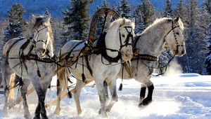 Preview wallpaper horses, three, team, snow, sled