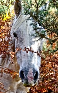 Preview wallpaper horses, trees, look out, head