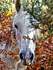 Preview wallpaper horses, trees, look out, head