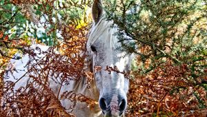 Preview wallpaper horses, trees, look out, head