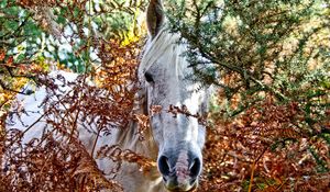 Preview wallpaper horses, trees, look out, head