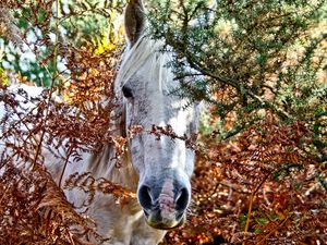 Preview wallpaper horses, trees, look out, head