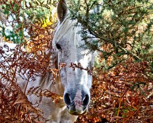 Preview wallpaper horses, trees, look out, head