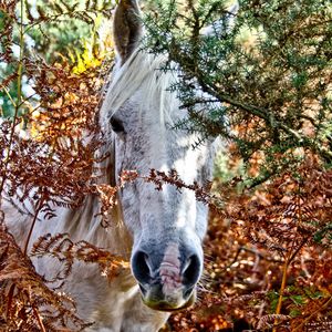 Preview wallpaper horses, trees, look out, head