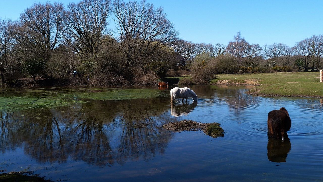 Wallpaper horses, water, river, grass