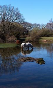 Preview wallpaper horses, water, river, grass