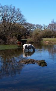 Preview wallpaper horses, water, river, grass