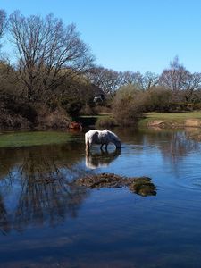 Preview wallpaper horses, water, river, grass