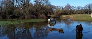 Preview wallpaper horses, water, river, grass