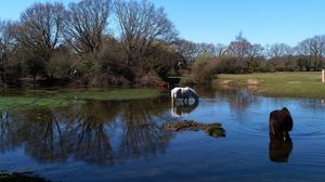 Preview wallpaper horses, water, river, grass