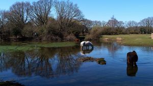 Preview wallpaper horses, water, river, grass