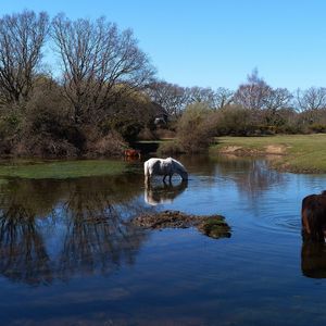 Preview wallpaper horses, water, river, grass