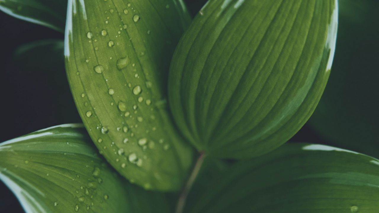 Wallpaper hosta, leaves, drops, water, plant