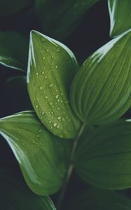 Preview wallpaper hosta, leaves, drops, water, plant