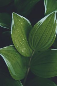 Preview wallpaper hosta, leaves, drops, water, plant
