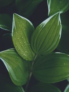 Preview wallpaper hosta, leaves, drops, water, plant