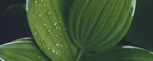 Preview wallpaper hosta, leaves, drops, water, plant