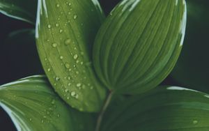 Preview wallpaper hosta, leaves, drops, water, plant