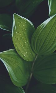 Preview wallpaper hosta, leaves, drops, wet, water