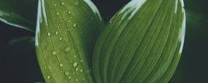 Preview wallpaper hosta, leaves, drops, wet, water